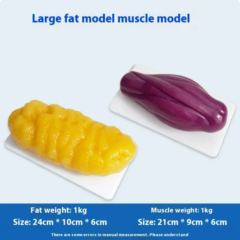 Nutrition Fitness Center - 인간 근육 및 지방 모형 건강