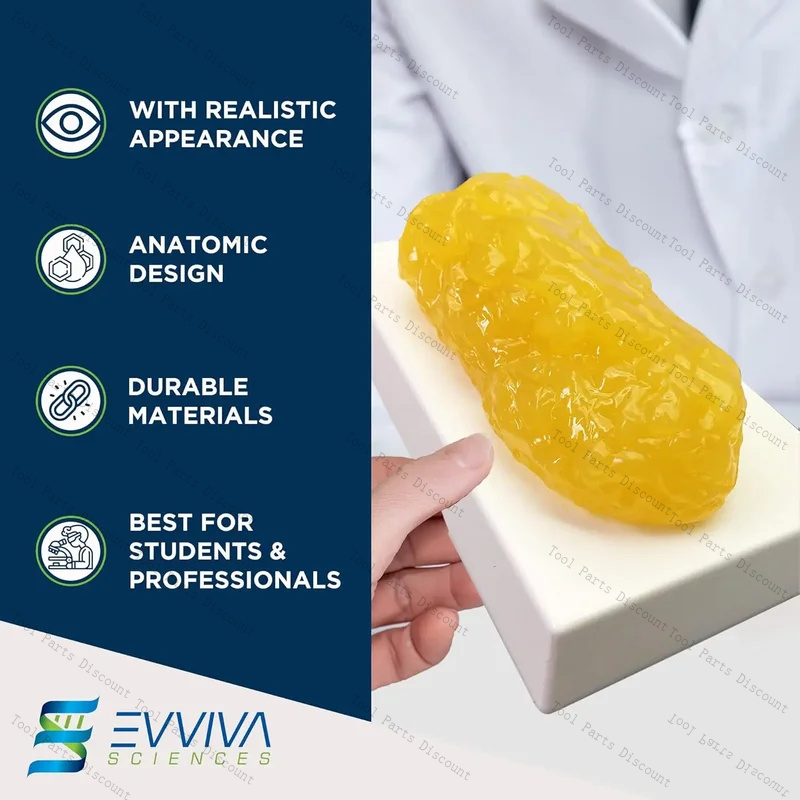 인간 근육 모형 체중 감량 영양 및 과학 피트니스 센터 - Nutrition Fitness Center 리뷰 및 가격