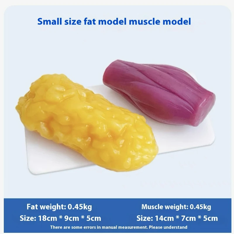 인간 근육 및 지방 모형 건강 및 체중 감량 영양 및  - Nutrition Fitness Center 리뷰 및 가격